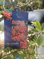 Klimplanten, Tuin en Terras, Ophalen, Overige soorten, Volle zon