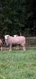 Stamboek noordhollander ram rammen, Dieren en Toebehoren, Schapen, Geiten en Varkens, Mannelijk, Schaap