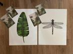 Tekeningen Set: Libel, Blad & Tropisch, Ophalen