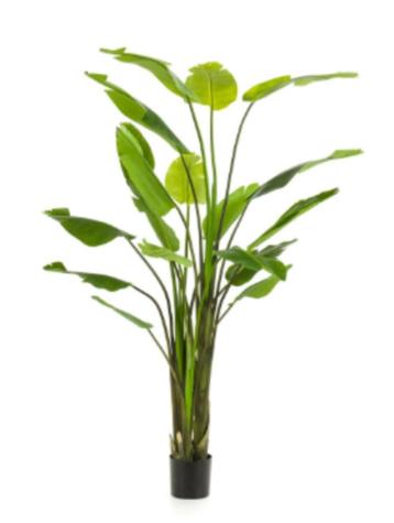 strelitzia nicolai 235cm beschikbaar voor biedingen