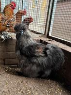 Pebble, zijdehoen haan, Dieren en Toebehoren, Mannelijk, Kip