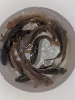 Ghostkarpers en Schubkarpers koi, Karper of Koi