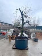 Unieke 60-jarige Saint-Remy (stoof)perenbomen Zuid-Holland, Tuin en Terras, Planten | Fruitbomen, Lente, Volle zon, Perenboom