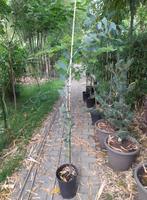 eucalyptus boom in kweekpot, Ophalen, Volle zon, Overige soorten