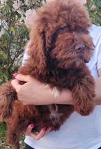 Lagotto Romagnolo pup, Dieren en Toebehoren, Honden | Chihuahua's en Gezelschapshonden, Rabiës (hondsdolheid), Overige rassen