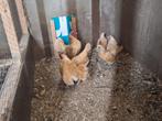 Sebriht, Dieren en Toebehoren, Meerdere dieren, Kip