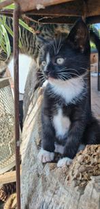 Lieve aanhankelijke speelse zwart witte kittens, Dieren en Toebehoren, Katten en Kittens | Overige Katten, Meerdere dieren