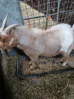 Camel dwerg dekbok, Dieren en Toebehoren, Schapen, Geiten en Varkens, Mannelijk, Geit