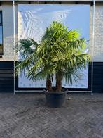 Meerstammige palmboom trachycarpus fortunei, Tuin en Terras, Planten | Bomen, 100 tot 250 cm, Zomer, Palmboom, Ophalen