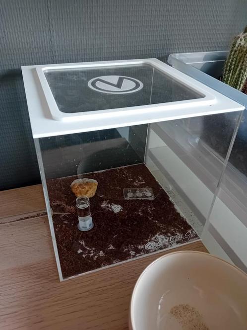Mieren Kolonie + Gips nest en Arena, Dieren en Toebehoren, Reptielen en Amfibieën | Toebehoren, Zo goed als nieuw, Terrarium of Paludarium