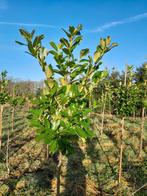 laurier leilaurier, Tuin en Terras, Planten | Bomen, Ophalen of Verzenden