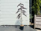 Albizia Julibrissin Summer Chocolate - 160cm, Tuin en Terras, Planten | Bomen, 100 tot 250 cm, Zomer, Volle zon, In pot