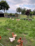 Herten, Dieren en Toebehoren, Pluimvee, Vrouwelijk, Kip