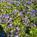 Campanula portenschlagiana | klokjes bloem | paars | tuin', Winter, Halfschaduw, Ophalen of Verzenden