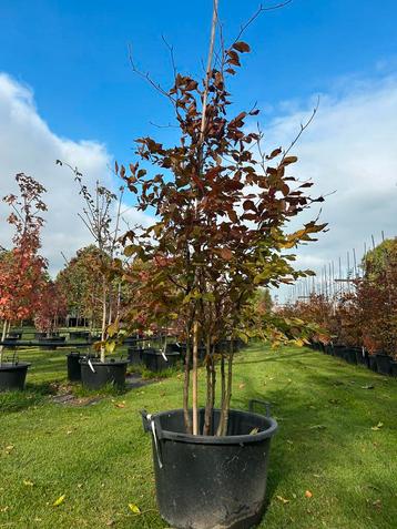 Meerstammige Beuk - 200-250cm - 60L Pot beschikbaar voor biedingen