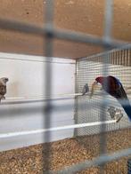 Koppel penanten, Dieren en Toebehoren, Meerdere dieren, Parkiet