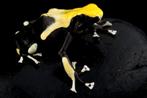 Dendrobates tinctorius, grootste assortiment, welke zoek je?, Dieren en Toebehoren, Reptielen en Amfibieën, Amfibie, 0 tot 2 jaar