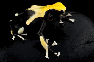 Dendrobates tinctorius, grootste assortiment, welke zoek je? beschikbaar voor biedingen