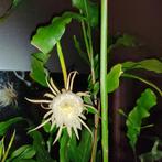 Epiphyllum oxypetalum, Ophalen of Verzenden, Halfschaduw, Minder dan 100 cm