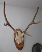 Geweitrofee op houten schild, Ophalen, Zo goed als nieuw