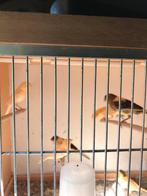 Harlekijn kanaries, Meerdere dieren, Kleurkanarie