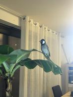 buulbuul irakes 2koppels te koop, Ophalen