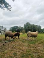 Beste Coburger ram en 2 ooien, Meerdere dieren, Schaap