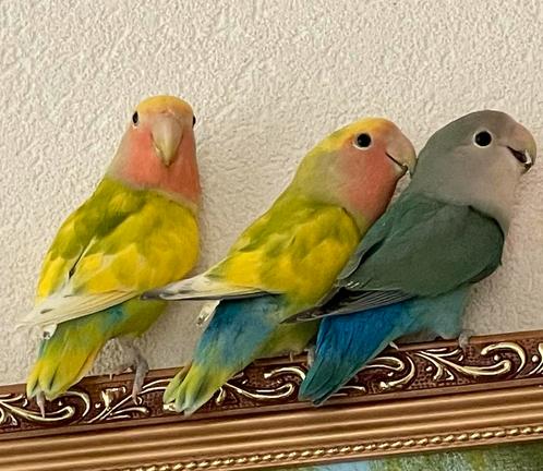 Prachtige Lieve Jonge Hand tamme Agapornis Dwergpapegaai, Dieren en Toebehoren, Vogels | Parkieten en Papegaaien, Dwergpapegaai of Agapornis