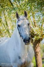 V browband hoofdstel met zilveren platen, Dieren en Toebehoren, Paarden en Pony's | Hoofdstellen en Tuigage, Ophalen of Verzenden