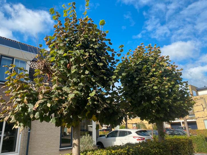 Tuinman Aangeboden/Gezocht Brabant-Gelderland-Utrecht, Tuin en Terras, Planten | Bomen, Ophalen