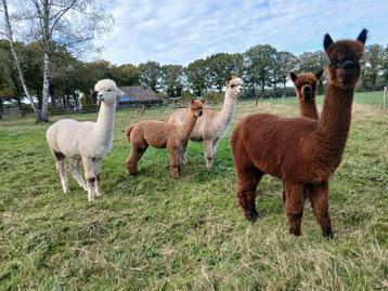 Bruine, roodgrijze en witte supermooie alpaca merries beschikbaar voor biedingen