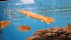 polypterus senegalus gold marble, Dieren en Toebehoren, Vis, Zoetwatervis
