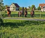 Opfok merrie en hengsten veulens ( hengsten onder voorwaarde, Dieren en Toebehoren, Stalling en Weidegang, Opfok, 4 paarden of pony's of meer