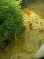 Posthoorn slakken, Dieren en Toebehoren, Slak of Weekdier