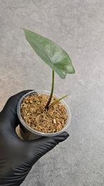 Alocasia Princeps Purple Cloak, Ophalen of Verzenden, Halfschaduw, Minder dan 100 cm