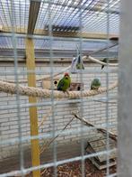 Kakariki begin april, Dieren en Toebehoren, Vogels | Parkieten en Papegaaien, Meerdere dieren, Parkiet
