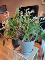 Prachtige Dendrobium delicatum orchidee, Huis en Inrichting, Kamerplanten, Ophalen, Overige soorten, Halfschaduw, In pot