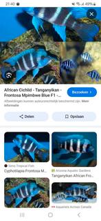 Gezocht 2 frontosa s blue zaire, Dieren en Toebehoren, Vissen | Aquariumvissen, Vis