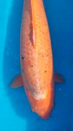 Koi vijvervissen, Dieren en Toebehoren, Karper of Koi