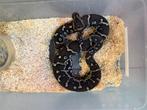 Angola pythons, Slang, 0 tot 2 jaar