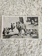 Oude ansichtkaart Burgers' Zoo Arnhem, Ophalen of Verzenden, 1940 tot 1960, Gelopen