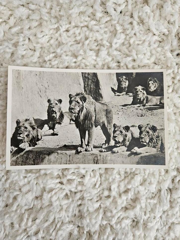 Oude ansichtkaart Burgers' Zoo Arnhem, Verzamelen, Ansichtkaarten | Buitenland, Gelopen, 1940 tot 1960, Ophalen of Verzenden