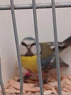 Pimpelmees pop, Mannelijk