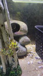 Slakkenhuis Cichlide, Dieren en Toebehoren, Vissen | Aquariumvissen, Vis