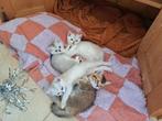 Prachtige en lieve Brits korthaar kittens, Dieren en Toebehoren, Meerdere dieren, Ontwormd, 0 tot 2 jaar
