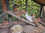 Sabelpoot hennen 3 stuks 1 jaar oud, Dieren en Toebehoren, Pluimvee, Vrouwelijk, Kip