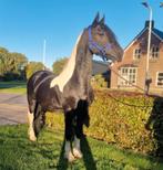 De allerliefste barock pinto, Dieren en Toebehoren, Hengst, 160 tot 165 cm, 11 jaar of ouder, Recreatiepaard