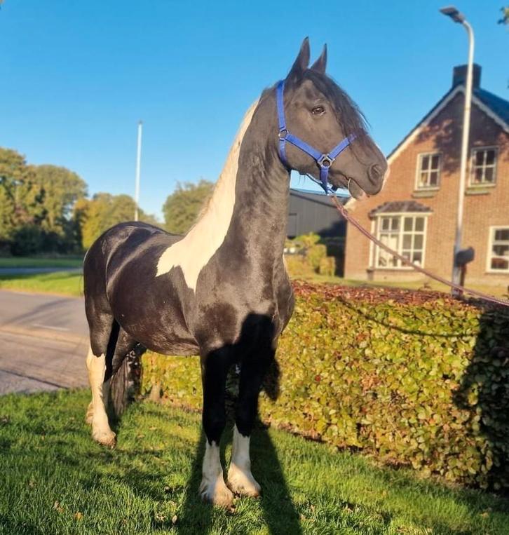 De allerliefste barock pinto, Dieren en Toebehoren, Paarden, Hengst, 160 tot 165 cm, 11 jaar of ouder, Recreatiepaard, Met stamboom