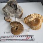Ammoniet fossielen Frankrijk en Engeland fossiel, Ophalen of Verzenden, Fossiel