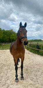 8 jarige Kwpn Ruin (Gaultier VDL x Zapatero VDL), Dieren en Toebehoren, Paarden, Springpaard, B, Gechipt, 7 tot 10 jaar